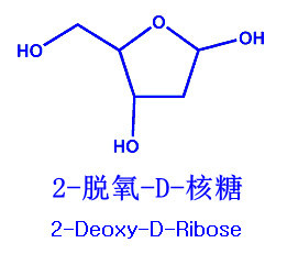 2-脱氧-D-核糖